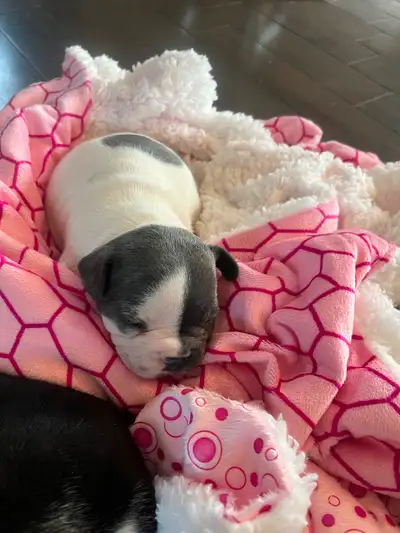 Super bouledogue française à vendre, Voir plus