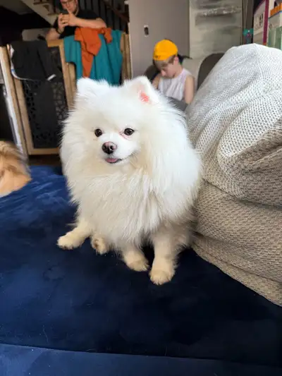 dog for sale , View more