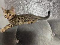 Gorgeous Leopard Bengal Kittens Ready Now !