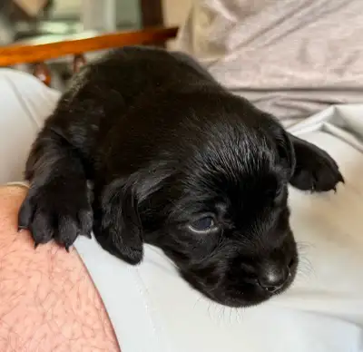 Beautiful Springador Puppies, View more