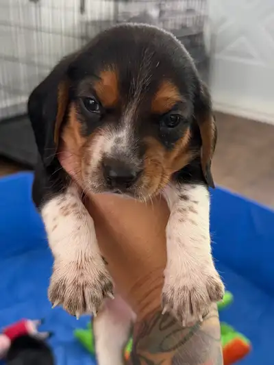 beagle pure race, View more