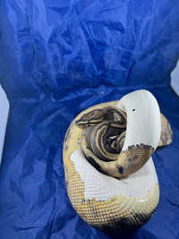 Male pied ball python will trade 