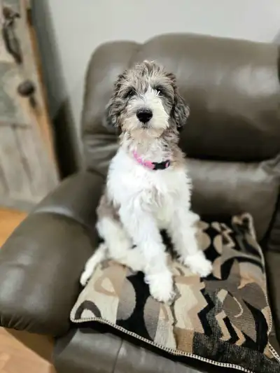 Double Doodle Guardian, View more