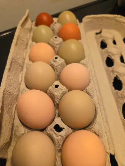 Oeufs fécondé avec un bon tour de success Coq: ameraucana splash Poules: maran Bleu, ameraucana, sus...