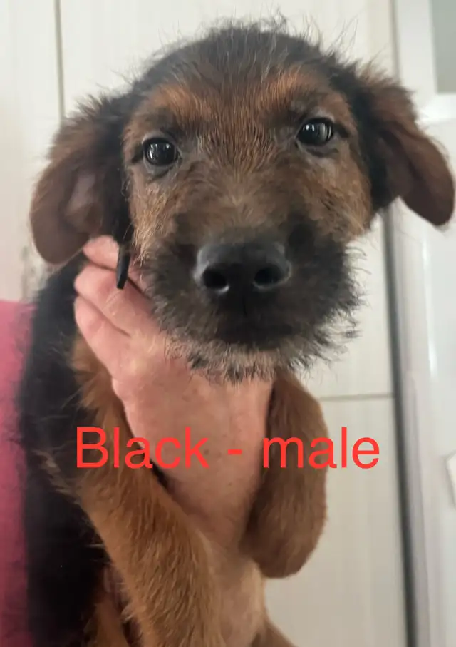 Low shedding Shepadoodle puppies! in Dogs & Puppies for Rehoming in Kingston - Image 9