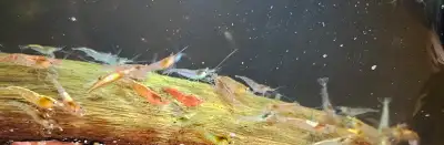Freshwater fish tank aquarium shrimp Sold as mixed colours — no choice ( unless you want to pay $10...