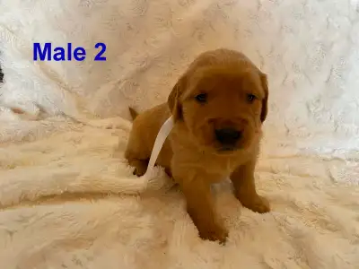 Beautiful golden retrievers for sale - à vendre, View more