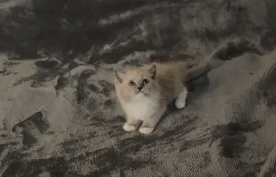 Gorgeous purebred ragdoll kittens rehoming, View more
