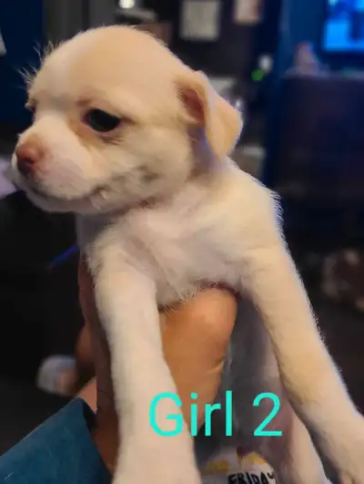 75% Shih tzu/25% Chihuahua mix. These puppies are great with other dogs, cats and kids. They have so...