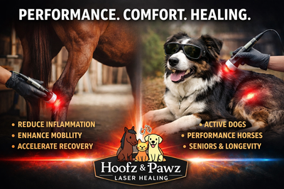 Mobile Class 4 Laser Therapy – Kamloops & Surrounding Area ✔ Helps reduce inflammation ✔ Supports mo...