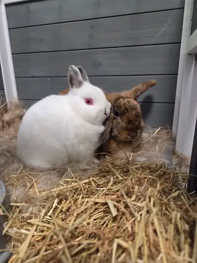  Rosy et Pompon cherchent une famille aimante — à donner, View more