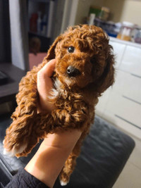 Tiny toy poodle (Korea bloodline)