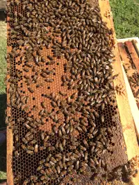 Bees Nucs