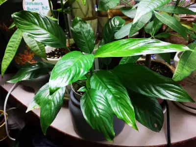 Indoor plants different types and sizes from $4 and up, View more