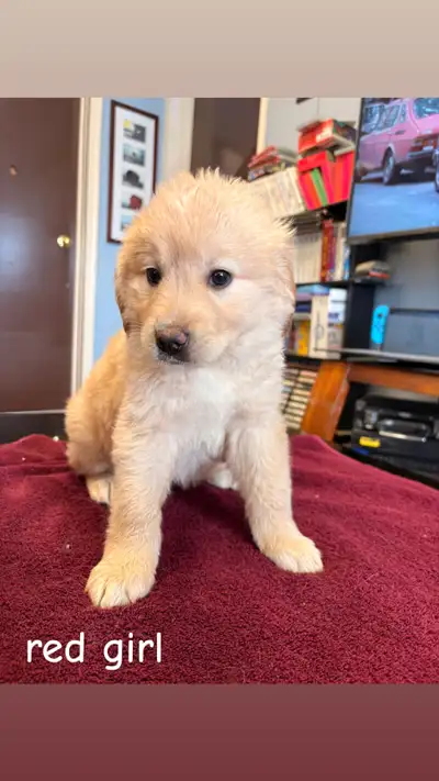 Adorable lab/retriever pups ready for forever homes, View more
