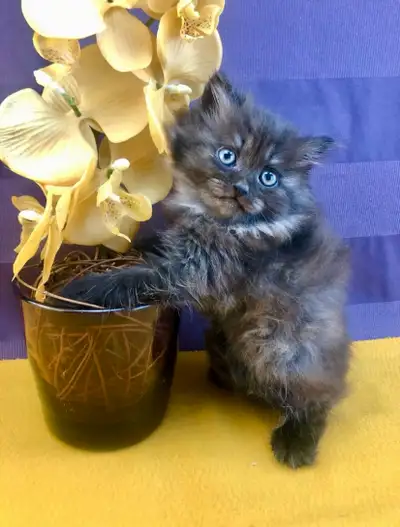 Cute Maine Coon in Black Smoke, View more