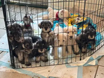 Miniature Schnauzer Puppies, View more