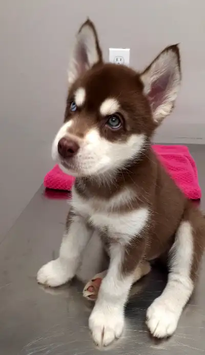 Husky Puppies, View more