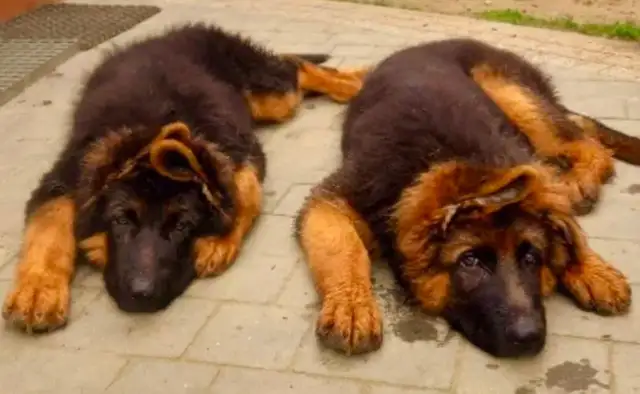German shepherd puppies in Dogs & Puppies for Rehoming in Oakville / Halton Region - Image 3