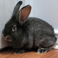 Pet Bunny Rehoming