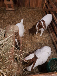 Boer goats 