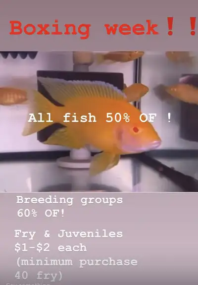 Boxing week! ! All fish 50% oF! Breeding groups 60% OF! Fry & Juveniles $1-$2 each (minimum purchase...
