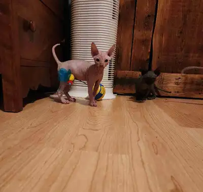 sphynx kittens , View more