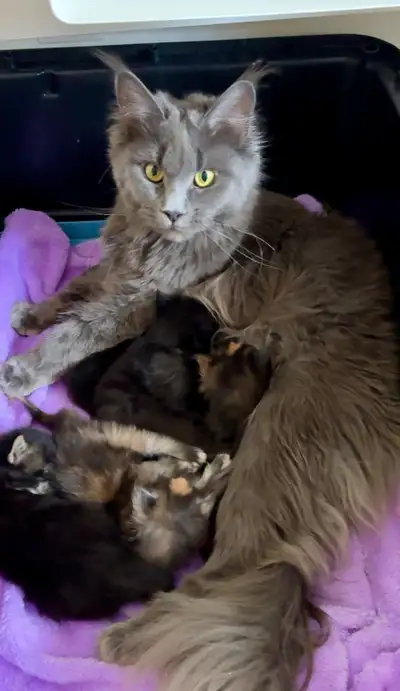 Gorgeous Maine Coon Kittens Available for Reservation, View more