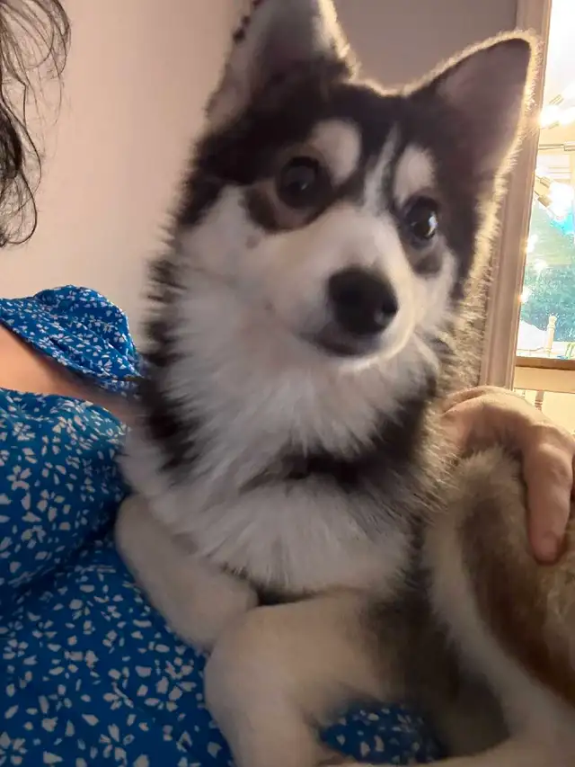 Pomsky female in Dogs & Puppies for Rehoming in Ottawa - Image 3