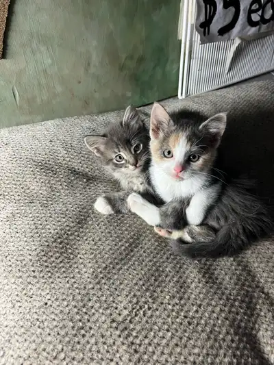 Kittens for rehoming, View more