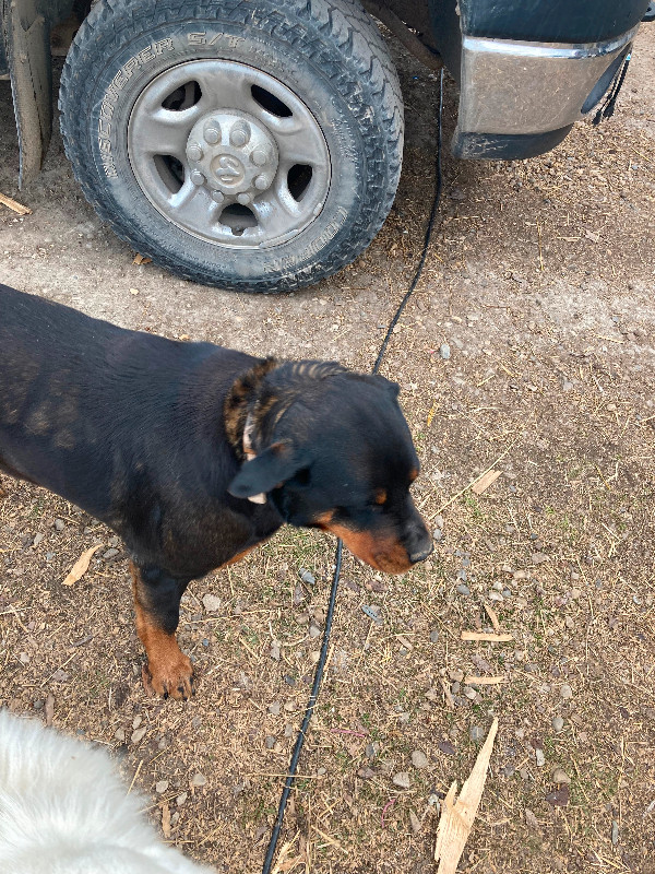 Rottweiler female in Dogs & Puppies for Rehoming in Grande Prairie - Image 3