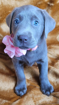 Purebred Lab puppies-Comfort-Pets-Service or Therapy