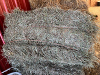 Small Sq. Hay Bales for Sale. Good Quality   $10.00 Each