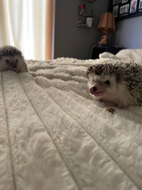 Proven breeding pair of hedgehogs