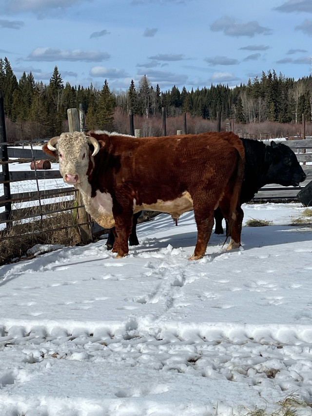 4 yr old Purebred Hereford bull dans Animaux de ferme  à Williams Lake - Image 2