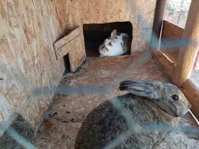 2 rabbits for sale, Have to move out by end of next week have to sell make me an offer please call o...