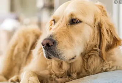 OUR BOARDING KENNEL IS OPEN ...$23 a day includes sleep-over, View more