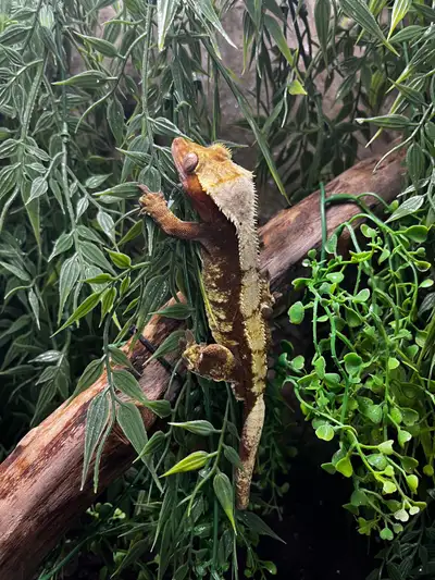 Red Crested Gecko, View more