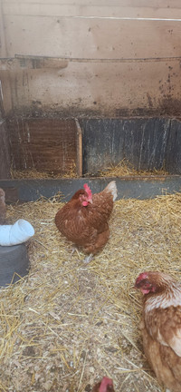 Laying chickens available. Campbell river