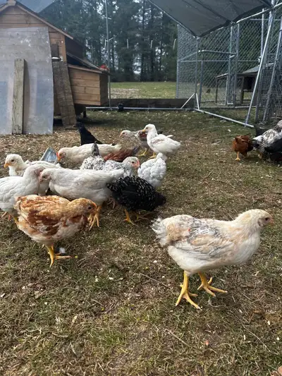 Beautiful baby chicks. All young hens for sale. Farm raised, free ranged, very playful. 3.5 months o...