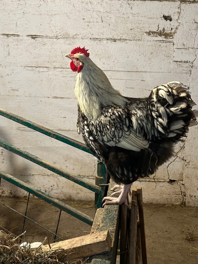 Silver Laced Orpington Rooster in Livestock in Oshawa / Durham Region - Image 4