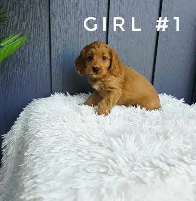 Cockapoo Puppies, View more