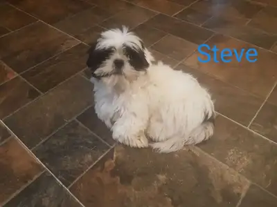 Shih Tzu Puppies. Cumberland Bay NB., View more
