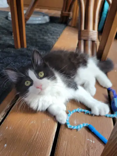 Chaton femelle à adopter , View more