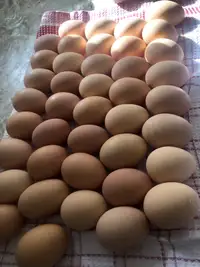 Fertilized Brahma Eggs!
