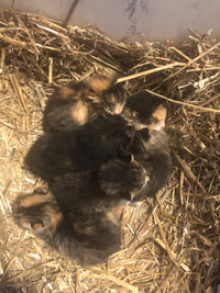 Kittens - available May 24-25
