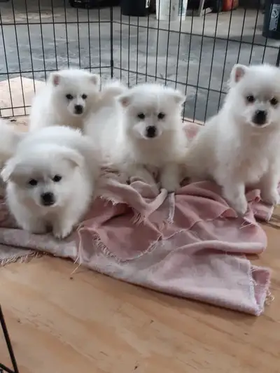 Miniature American Eskimos puppies, View more