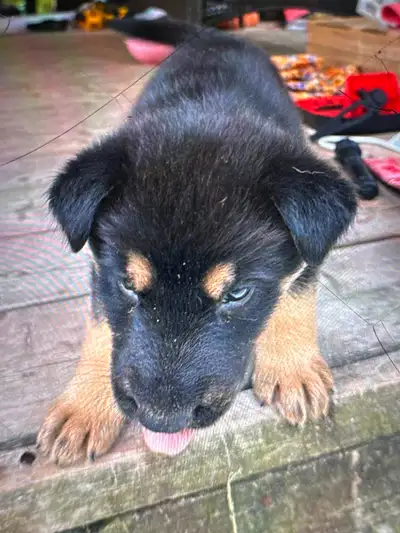 German shepherd mix puppies for sale 200, View more