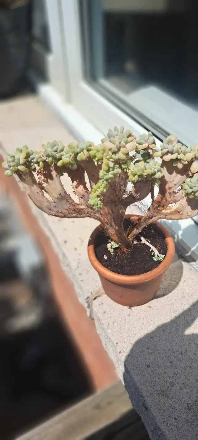 Succulent Plant in Plants, Fertilizer & Soil in Ottawa - Image 3