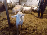 Breeding Rams